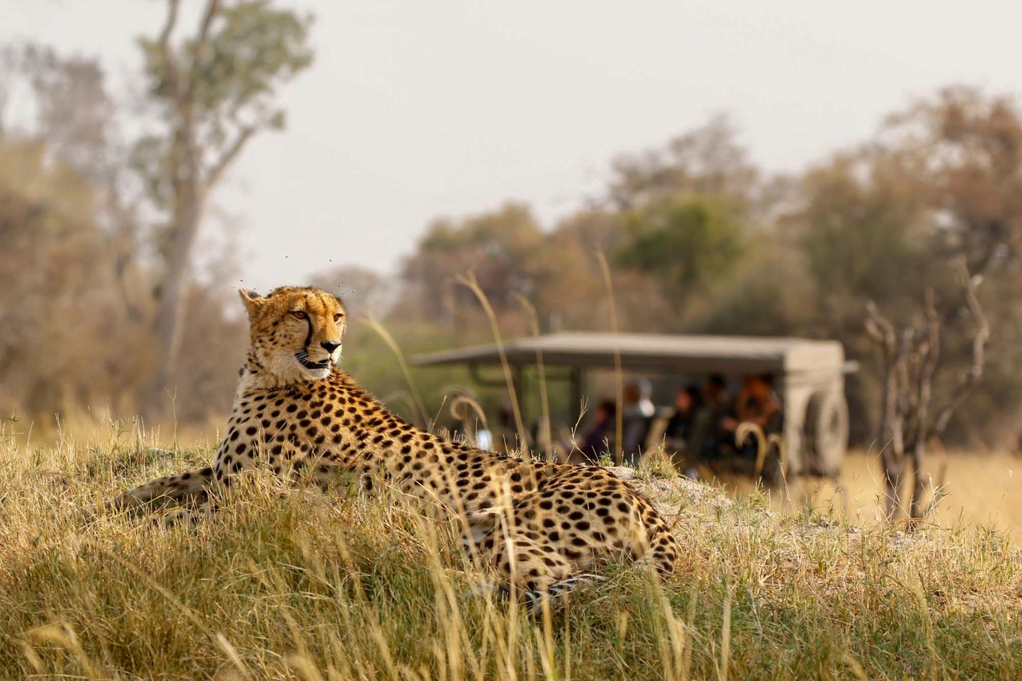 Cheetah