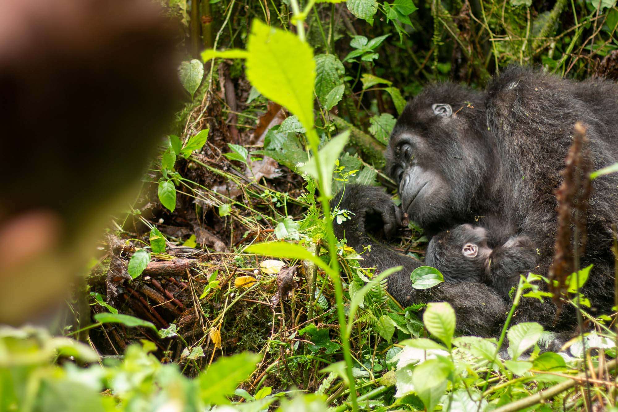 A confounding wonder of mother and child taking a nap on a carefully flattened bed of soft leaves - seeing mountain gorillas in Africa