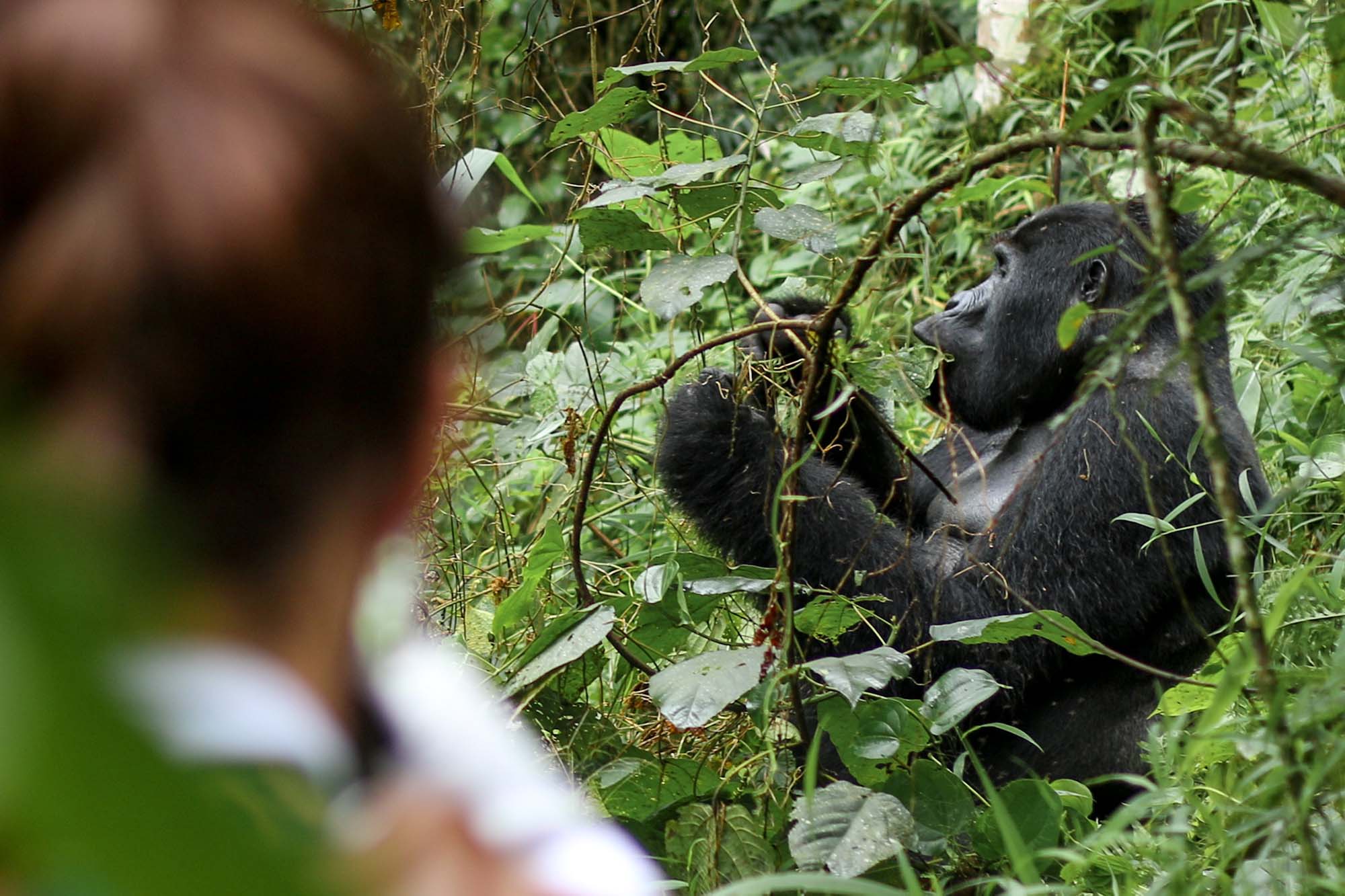 Why Are Gorilla Permits So Expensive