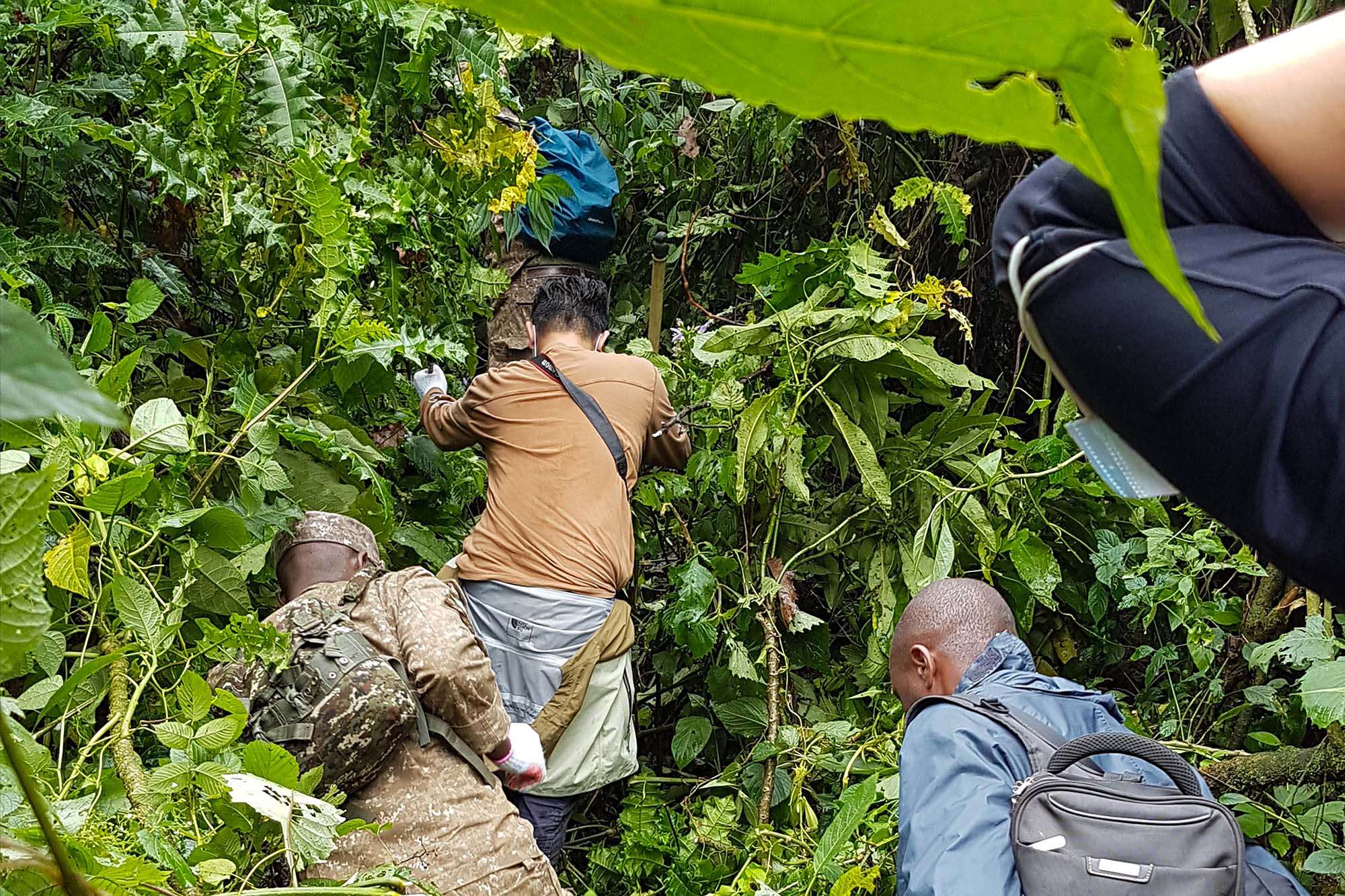 Bushwhacking through the impenetrable forest to get to the mountain gorillas.