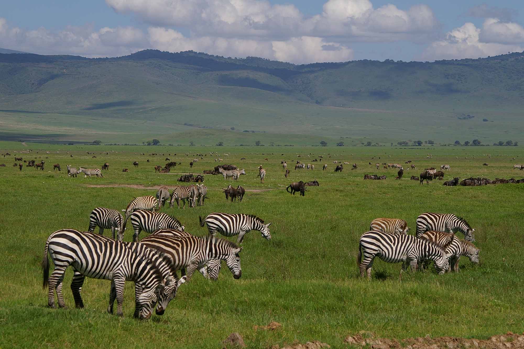 Zebras spread out on Ngorongoro crater plain mixing with Wilderbeests