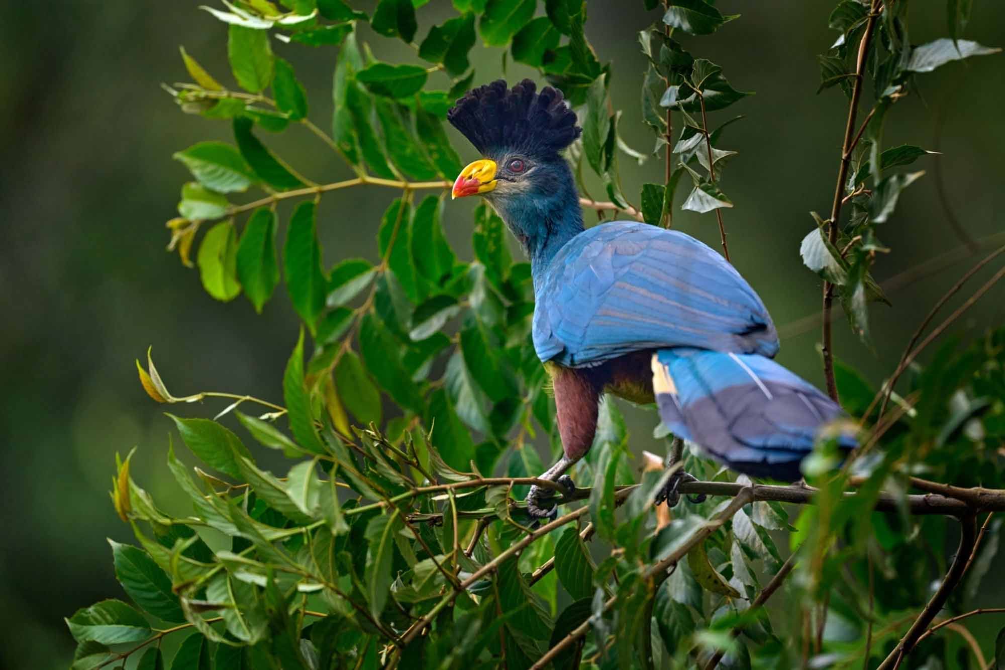 great blue turaco - Uganda's Top Bird Species To Look Out For on a Birding Safari