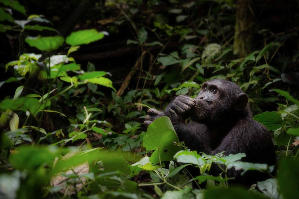 Unveiling the Secrets of Kibale Forest National Park: Uganda's Primate Paradise and Best Place in Africa To Watch Chimpanzees in The Wild