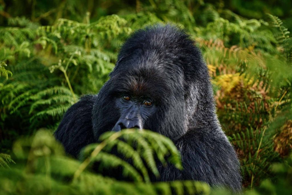 great apes of Africa expedition, tour to see African great ape and primates in Uganda and Rwanda