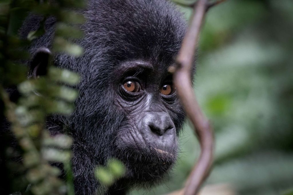 The Top 8 Incredible Facts About Mountain Gorillas
