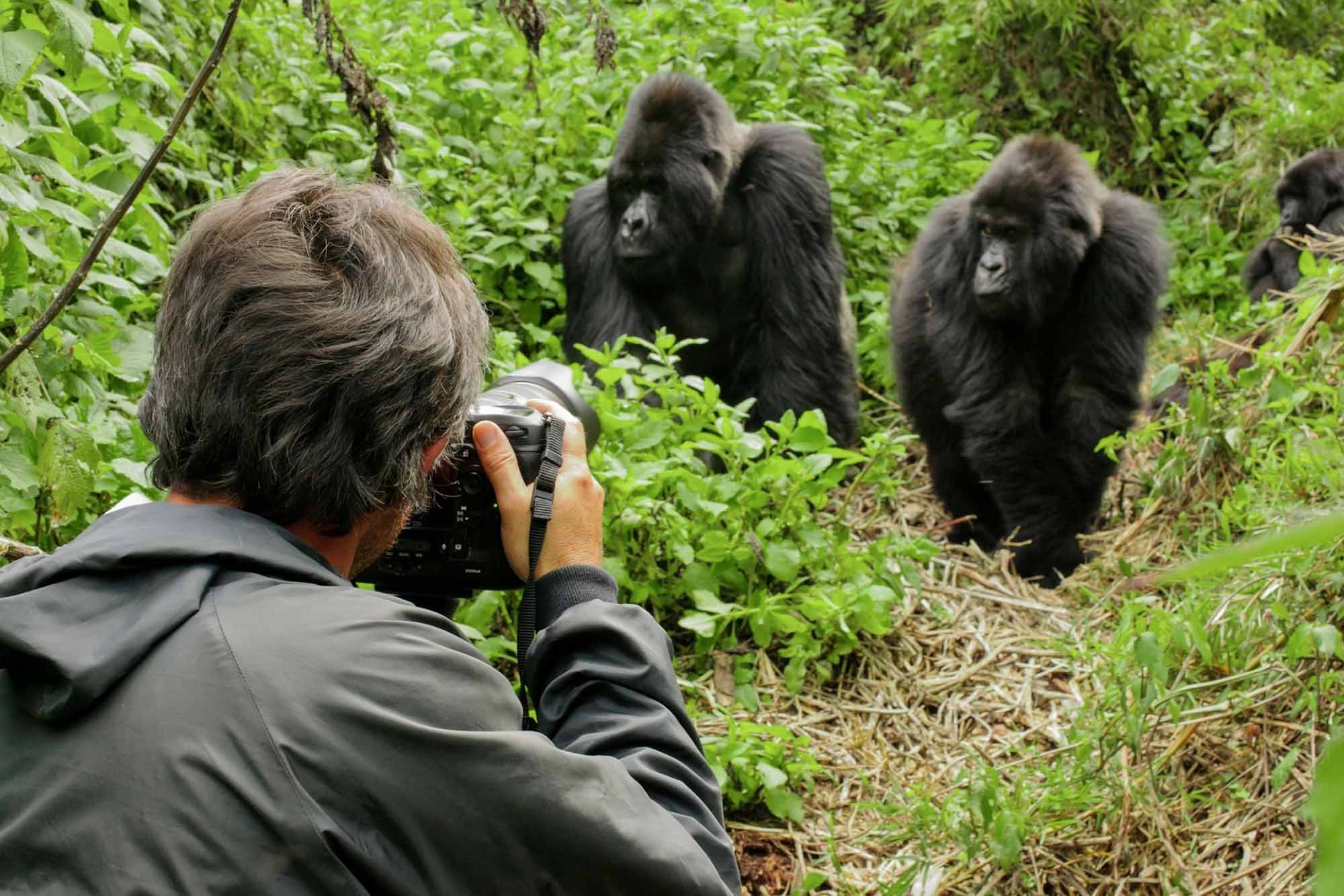 A Close Encounter with Mountain Gorillas: Why you should visit uganda