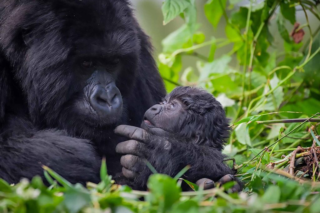 Kwita Izina Ceremony - Gorilla Naming Festival in Rwanda