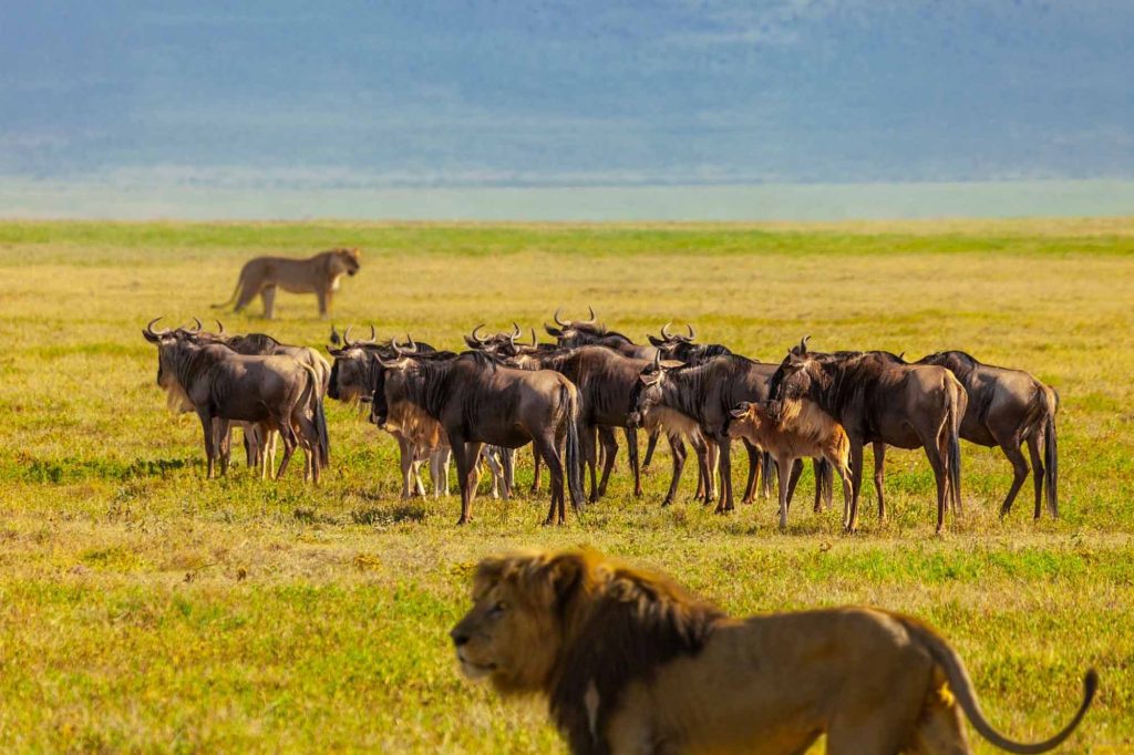 Tanzania Safaris - Serengeti wilderness experience