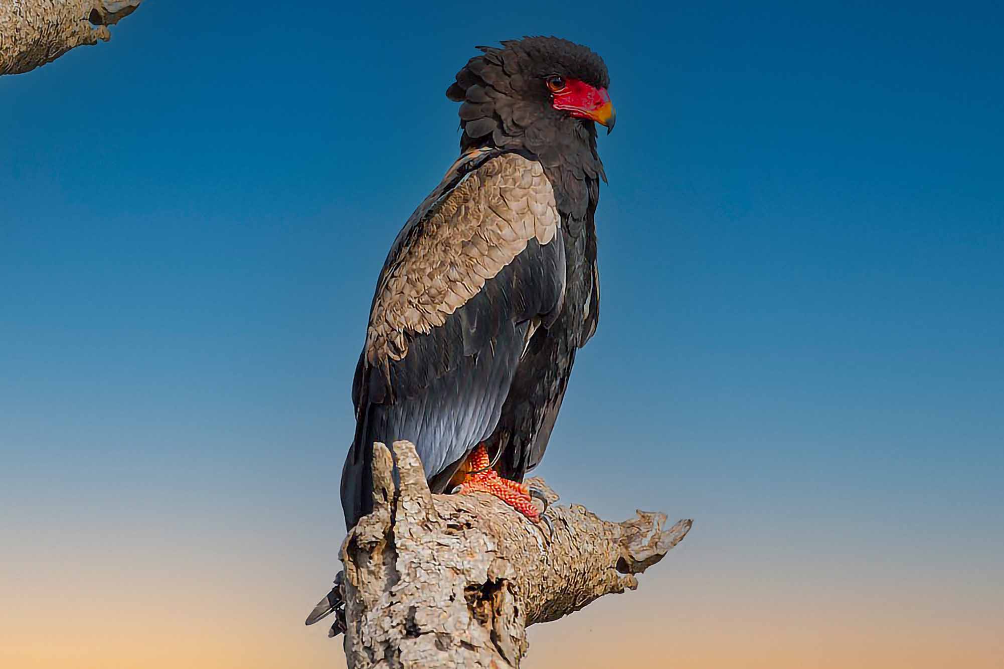 Birding Tours in Ziwa