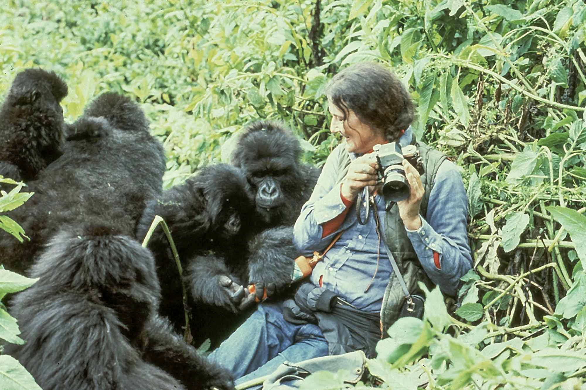 Key Ethical Considerations for Responsible Gorilla Trekking - Dian Fossey among gorillas: she paved way for ethical gorilla trekking