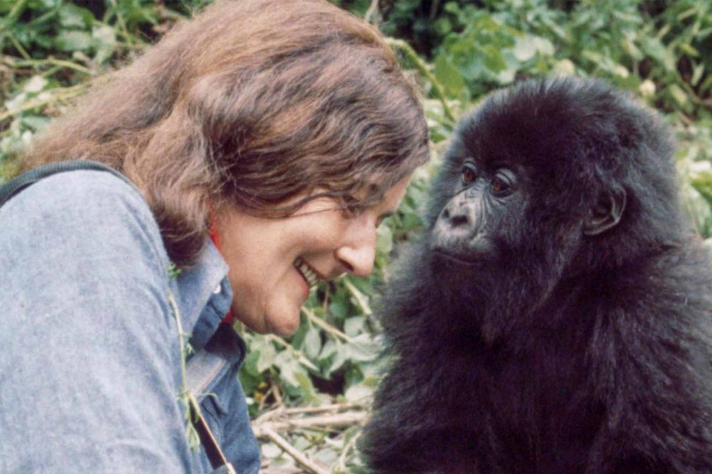 The Life of Dian Fossey And Her Devotion to Gorilla Conservation in Africa