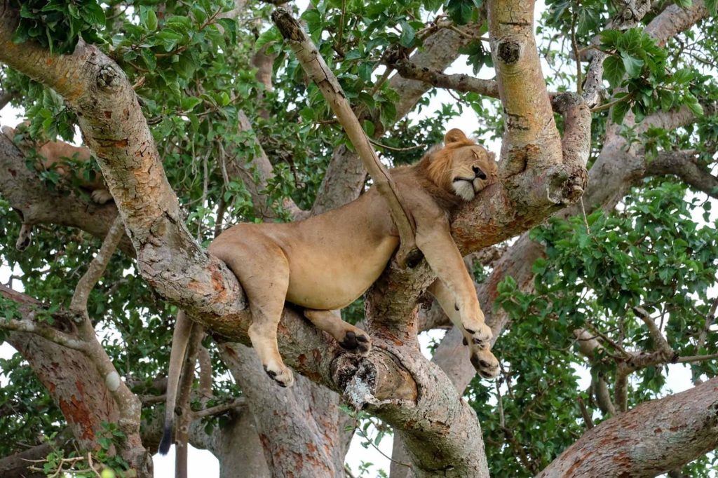 Tree Climbing Lions of Ishasha, Uganda: Majestic Marvels in the Savannahs of Queen Elizabeth National Park