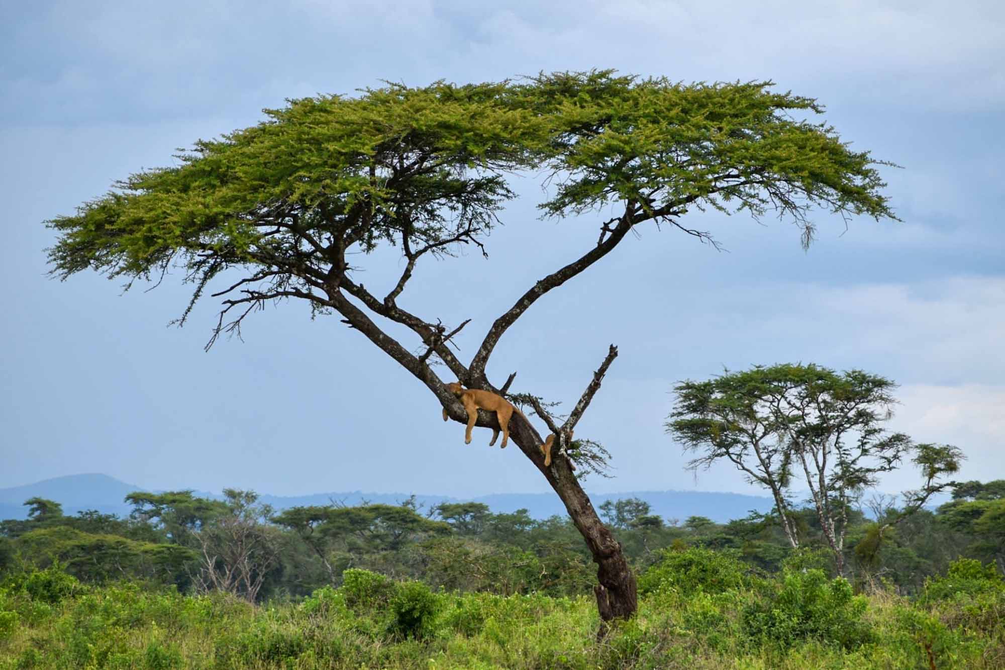 Spotting Tree Climbing Lions in Uganda's Ishasha