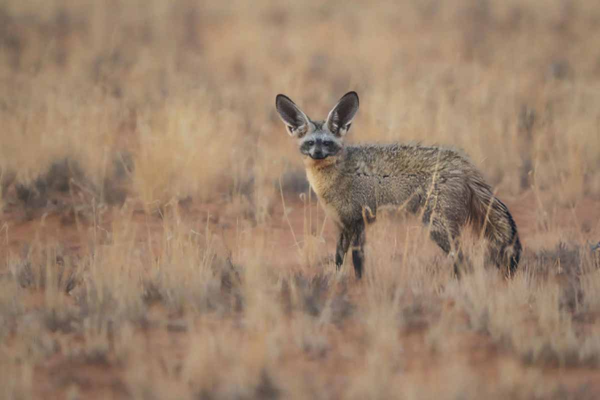 Bat-Eared Fox - must-see African safari animals