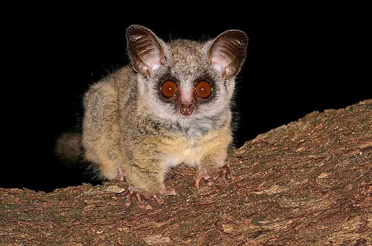 Bushbaby