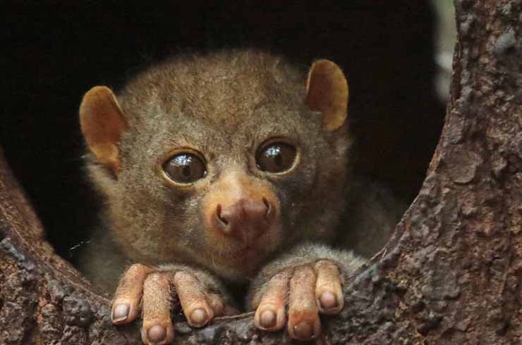 Potto - primates in Uganda