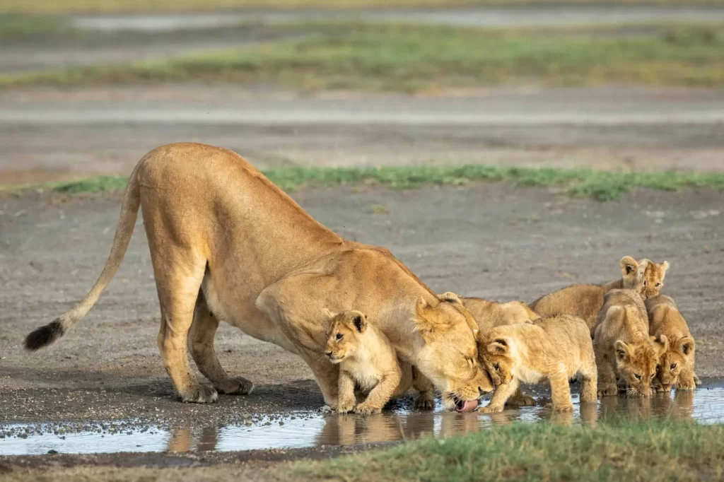 must-see African safari animals