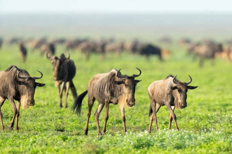 The treasures of tanzania safari