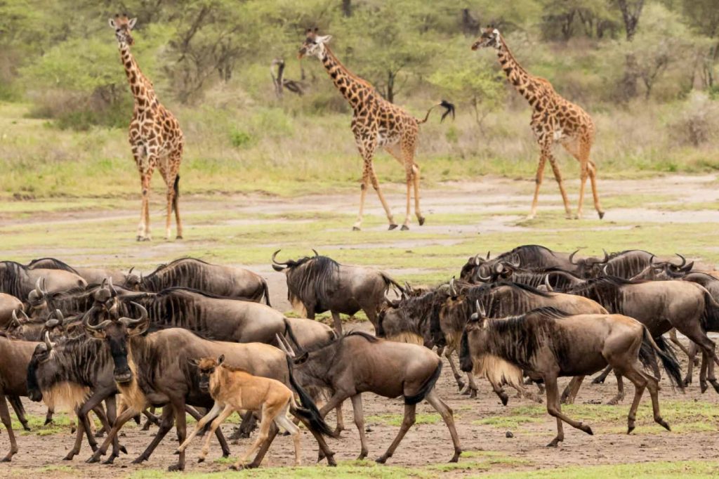 Tanzania safaris and tours