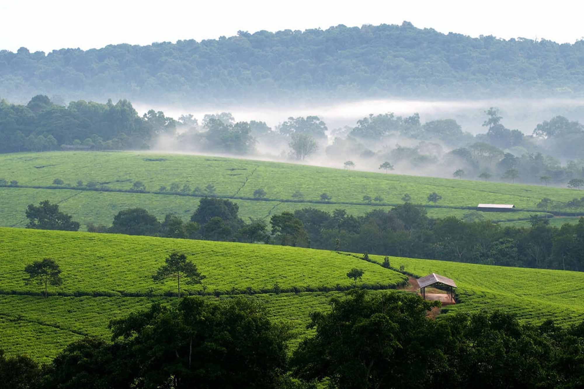 the natural beauty of Uganda - tea garden on western Uganda near kibale forest