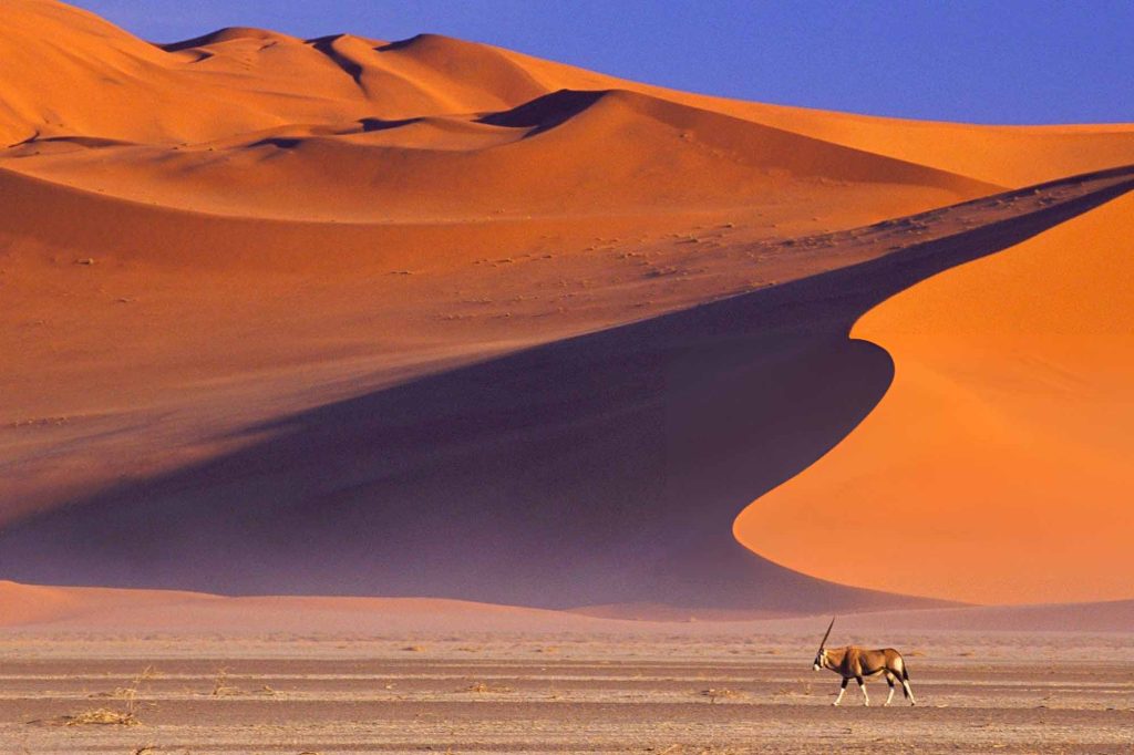Desert safaris