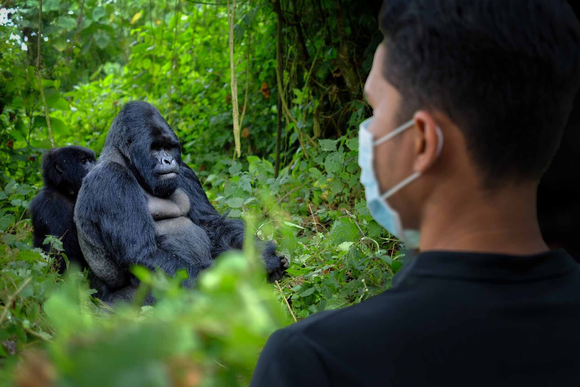 Solo African safari - Uganda Gorilla Trek and Wildlife Safari