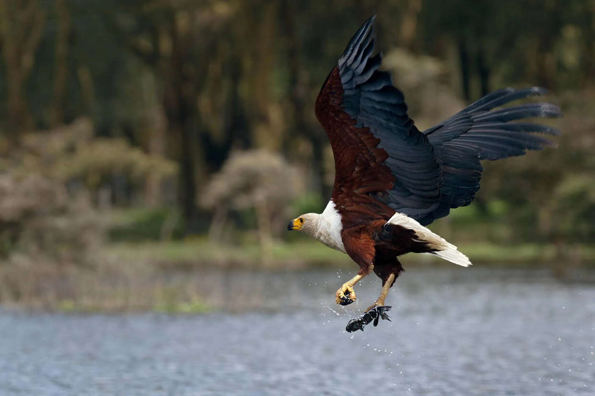 African Fish Eagle