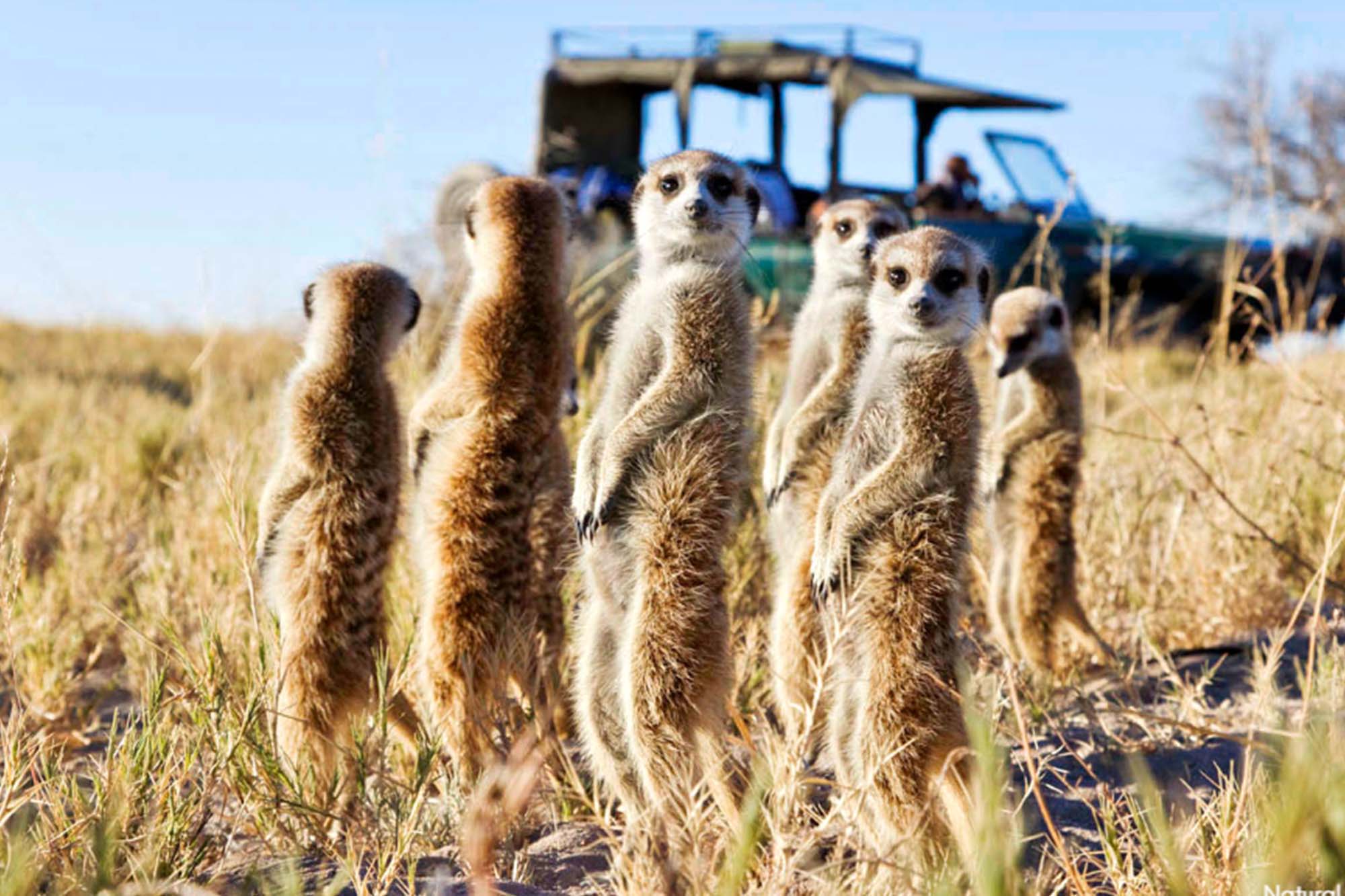 Meerkat - very interesting small animals to watch on African safari