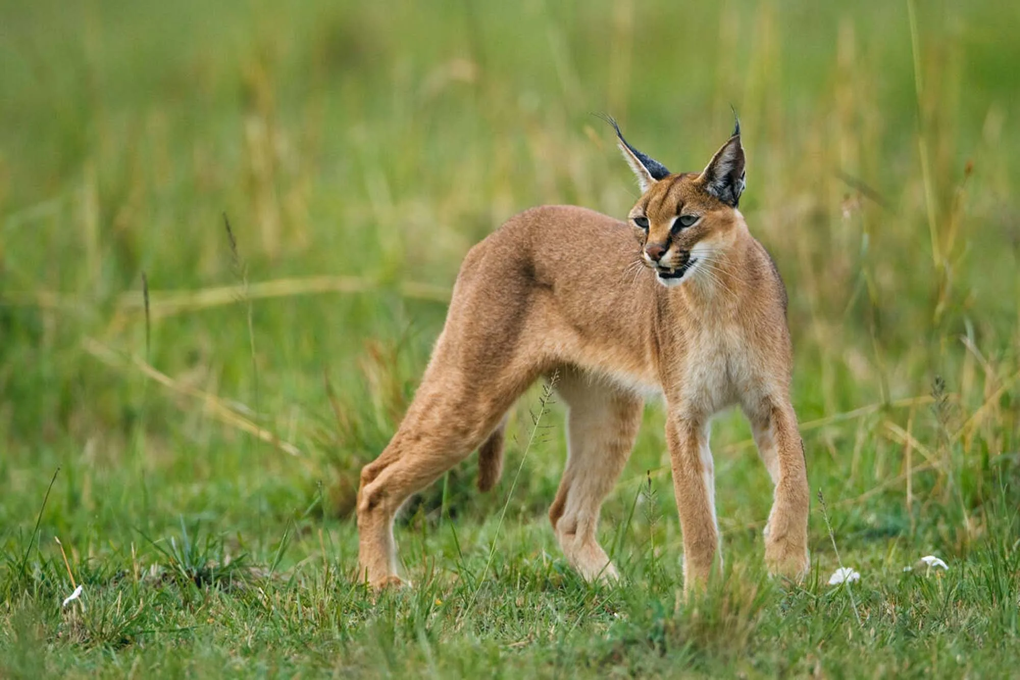 Caracal - a small wild cat in the african savanna