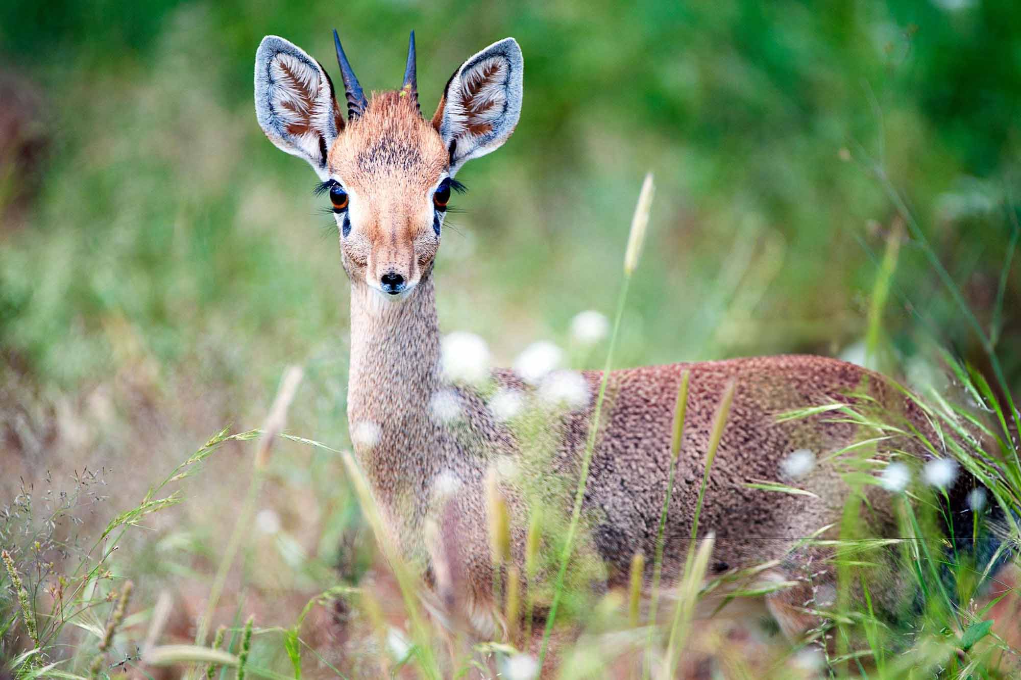 Dik-Dik - tiny antelope animal found in africa