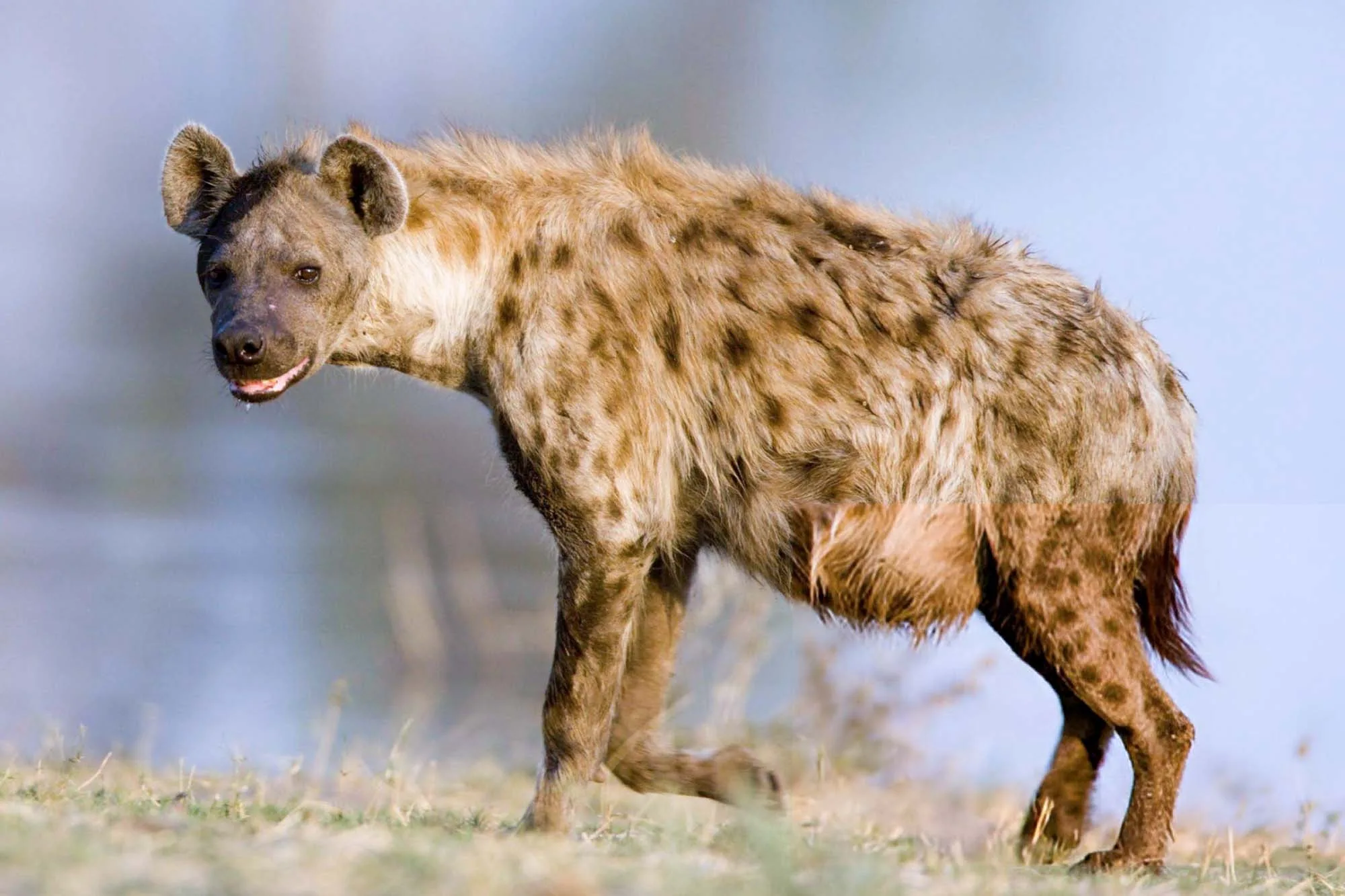 Hyena - top animals to see on africa safari