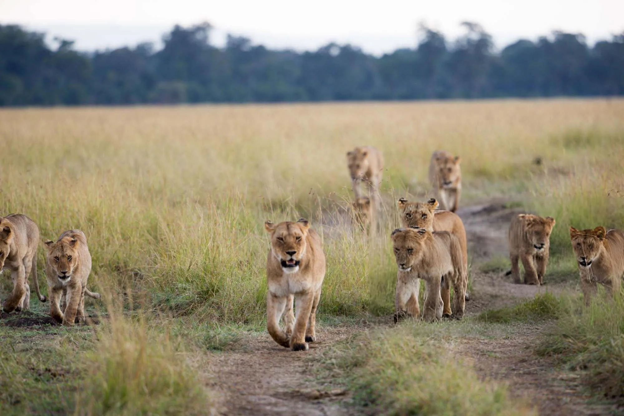 African Lions