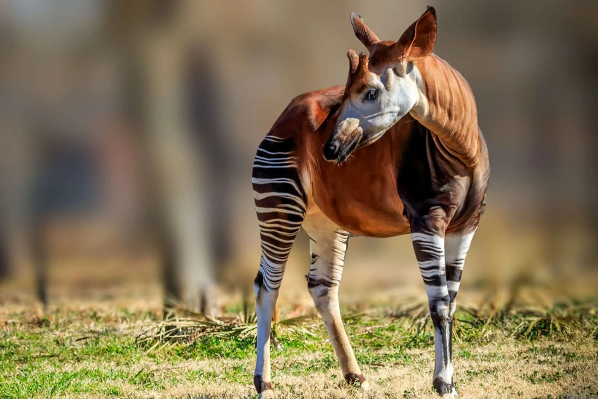 Okapi