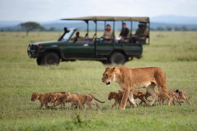 Private guided safari in Tanzania's Serengeti for honeymooners