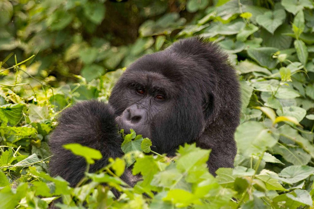 Bwindi Impenetrable Forest National Park - gorilla trekking in Uganda