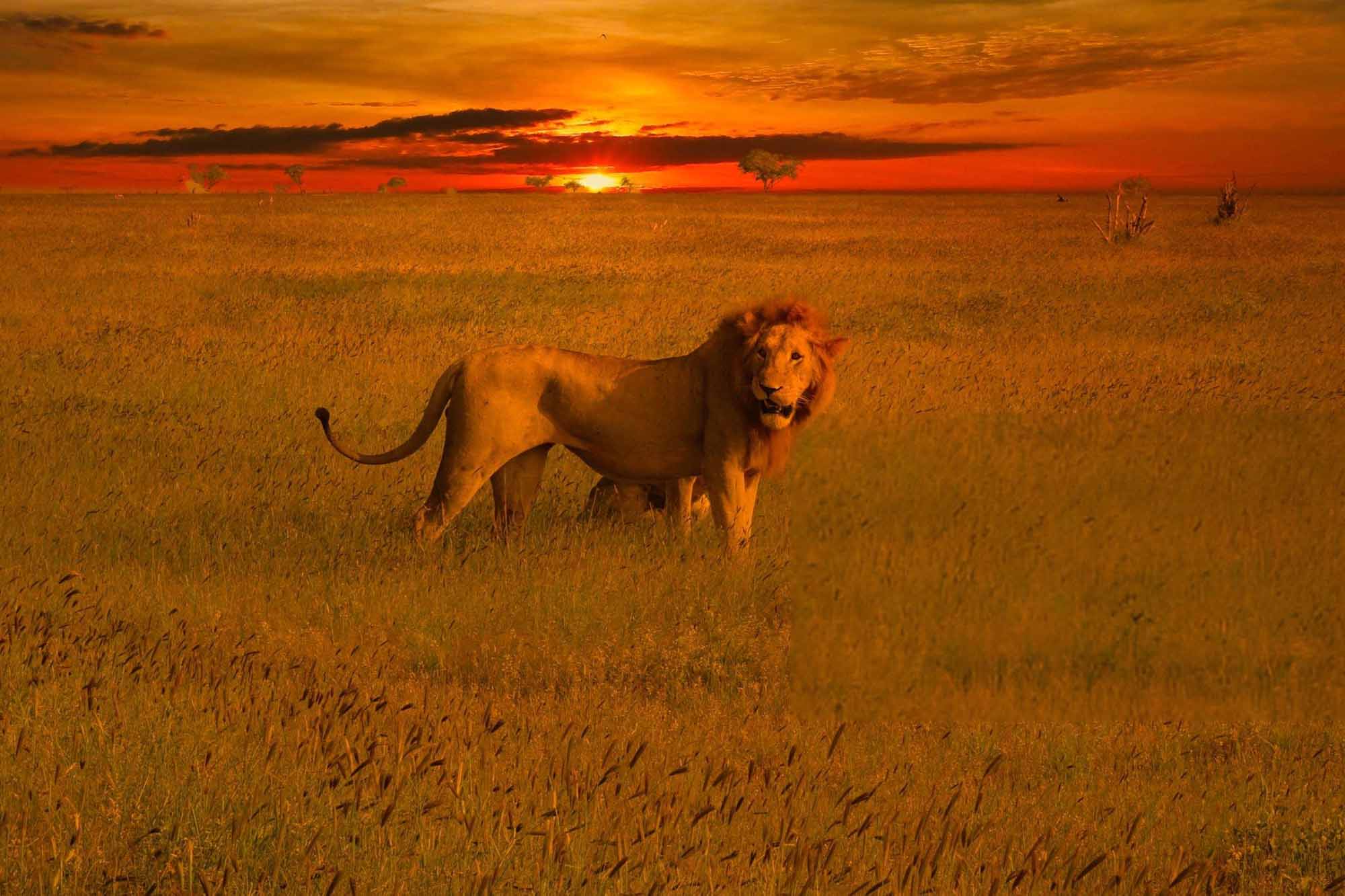 Tsavo West National Park maneless lion, kenya
