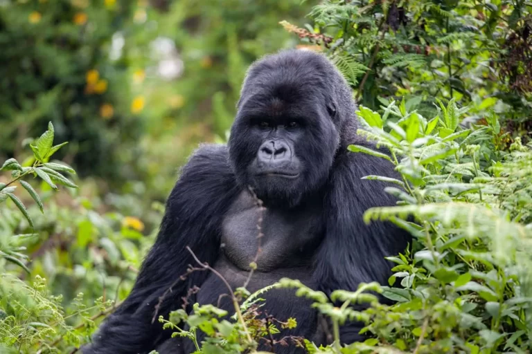 Silverback gorilla - How the eco-adventure of Gorilla Trekking Benefits Conservation