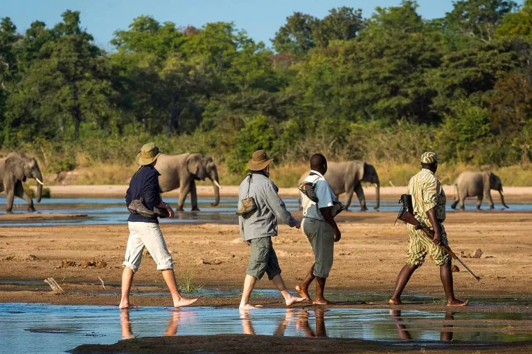 South Luangwa National Park_walking safari