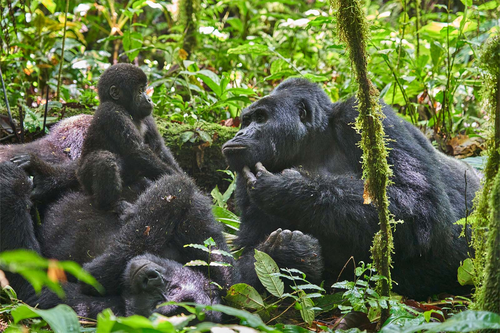 gorilla and primate safari experts in Uganda