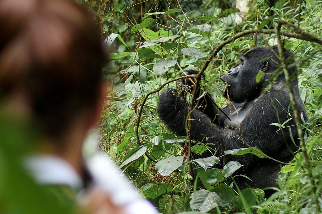 tourist viewing a silverback in Bwindi - safari experience in uganda