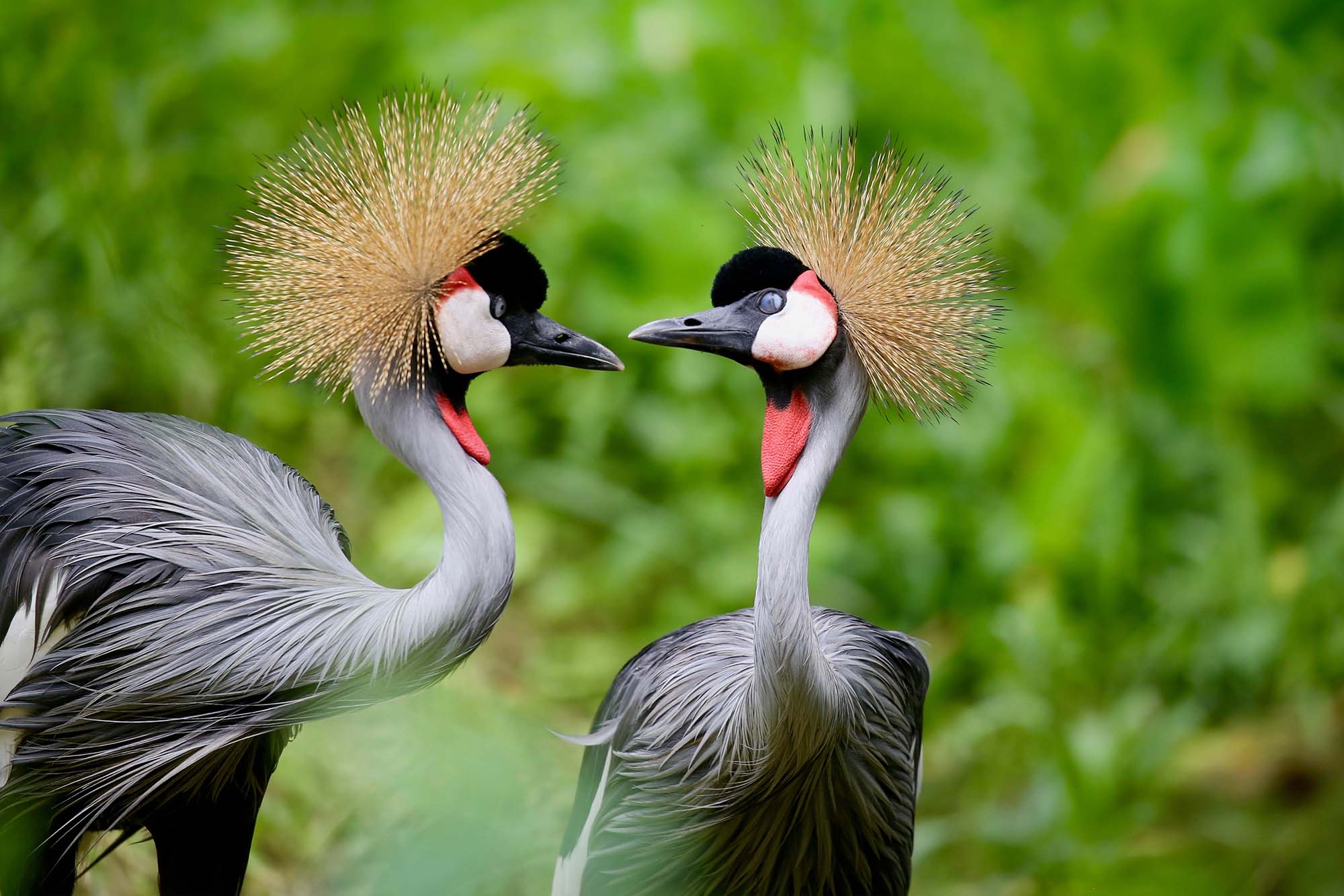 Ugandan crested crane - Nkuringo Safaris, a Luxury Tour Operator in Uganda & Rwanda